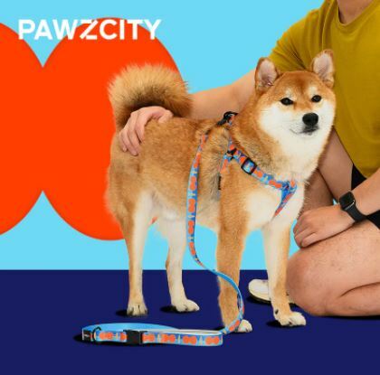 PAWZCITY 狗用胸背帶拖帶套裝 - 橙藍