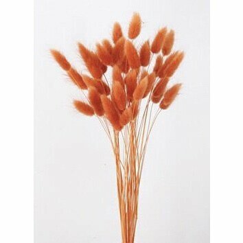 日本乾燥兔尾草 42050-C352