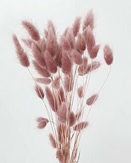 日本乾燥兔尾草 42050-C112