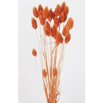 日本乾燥加那利 42020-C352