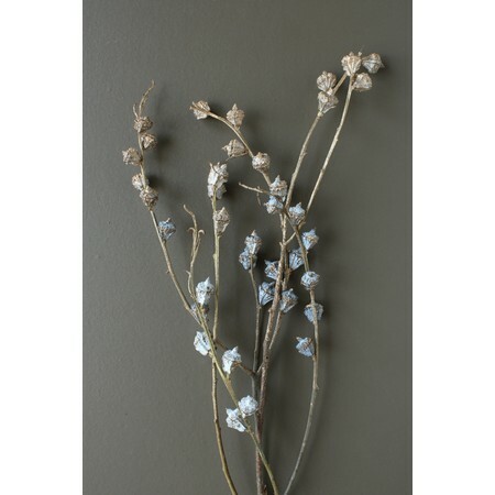 尤加利果 40230-092