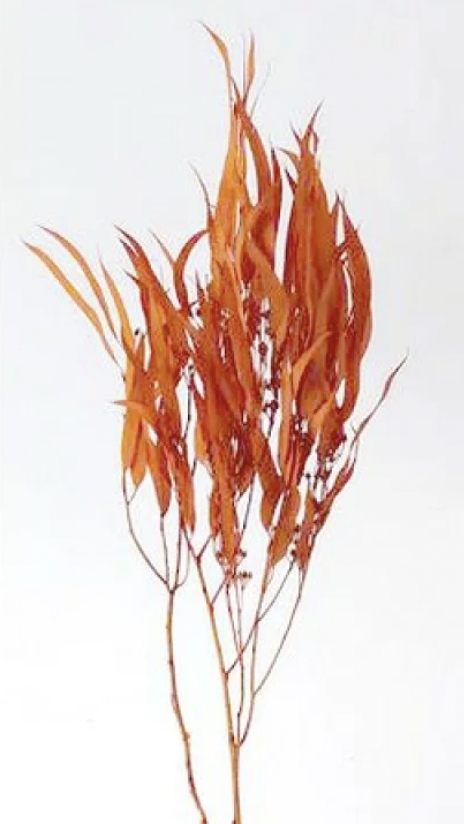 不凋柳葉 40175-C352