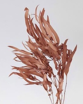 不凋柳葉 40175-C112