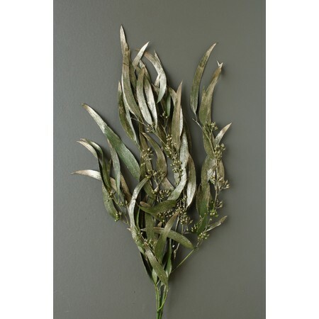 不凋柳葉 40175-792