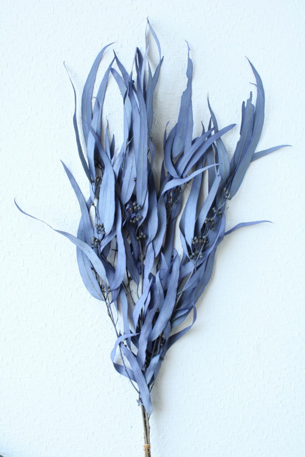 不凋柳葉 40175-681