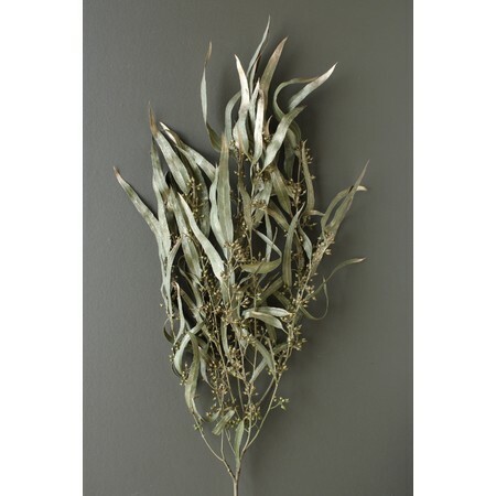 不凋柳葉 40175-092