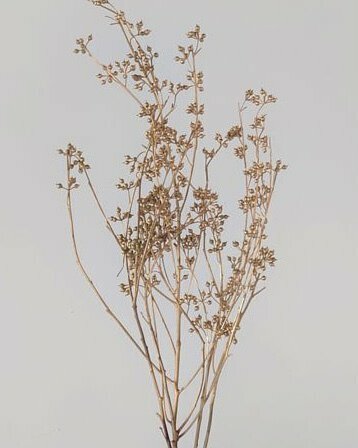 尤加利果 40170-902