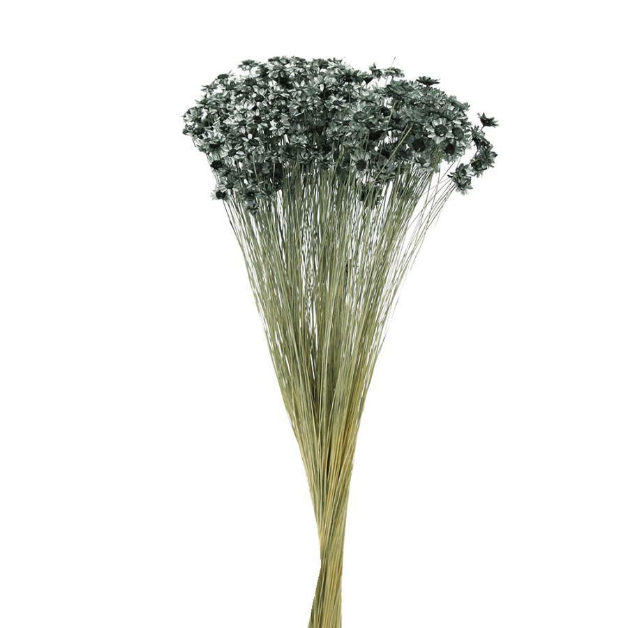 日本不凋繁星花 30191-C702