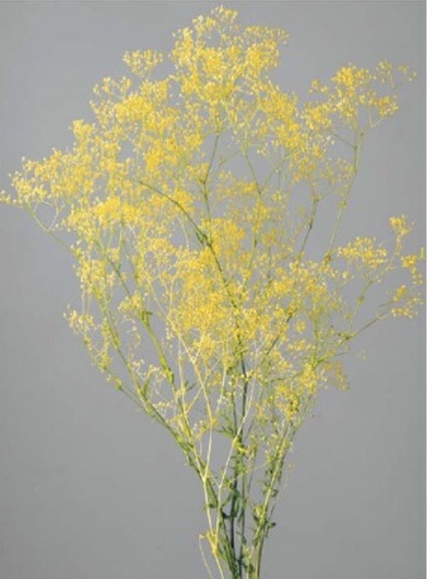 日本不週迷你滿天星 00025-015