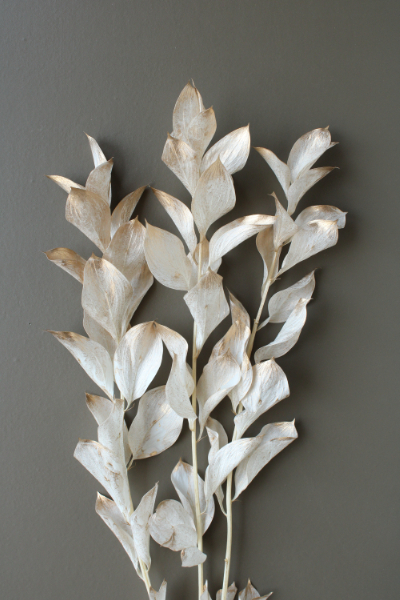 日本不凋大樺木葉 03950-019