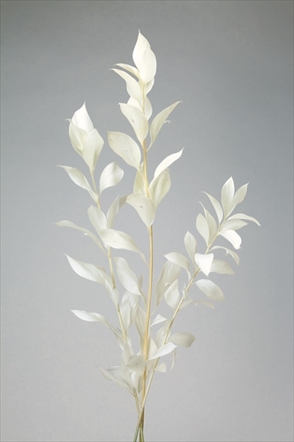 日本不凋大樺木葉 03950-011