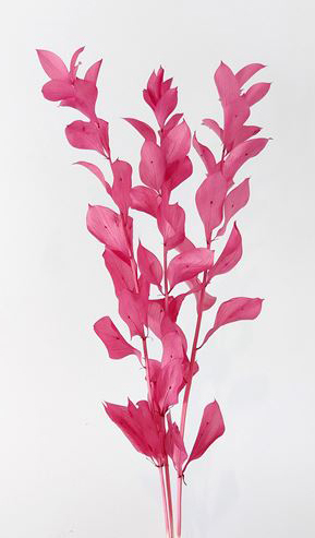 日本不凋大樺木葉 03950-C202