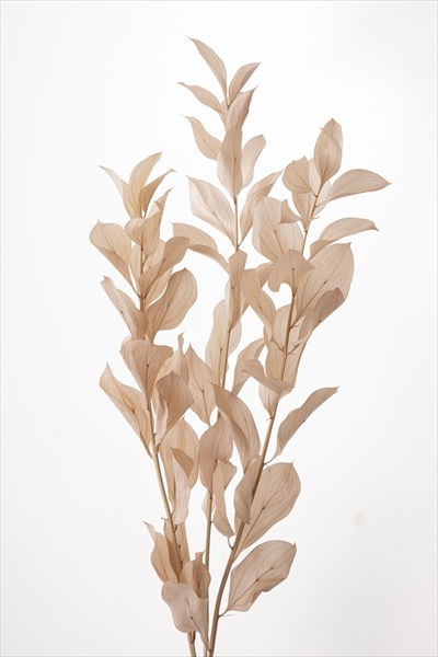 日本不凋大樺木葉 03950-081