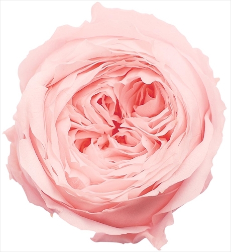 日本不凋庭園玫瑰 02460-101