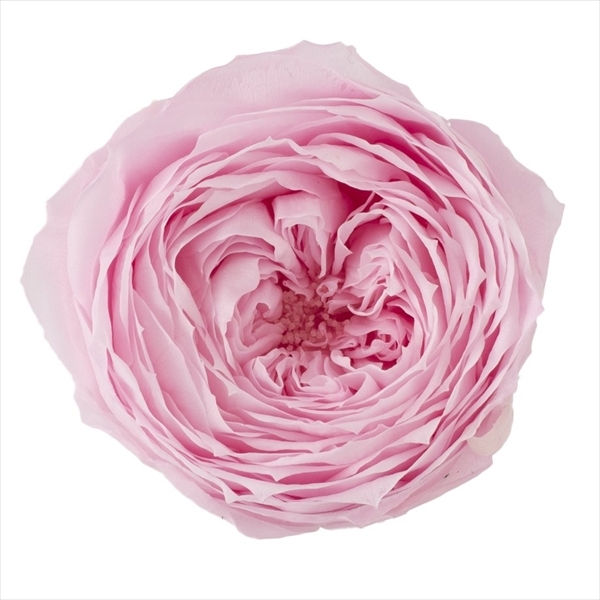 日本不凋庭園玫瑰 02460-102