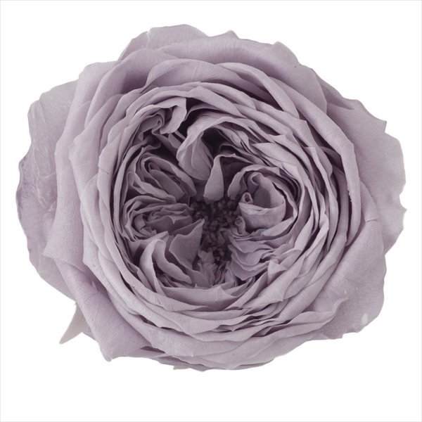 日本不凋庭園玫瑰 02460-871