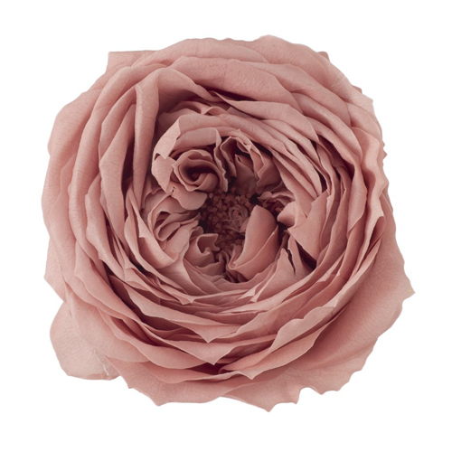 日本不凋庭園玫瑰 02460-192