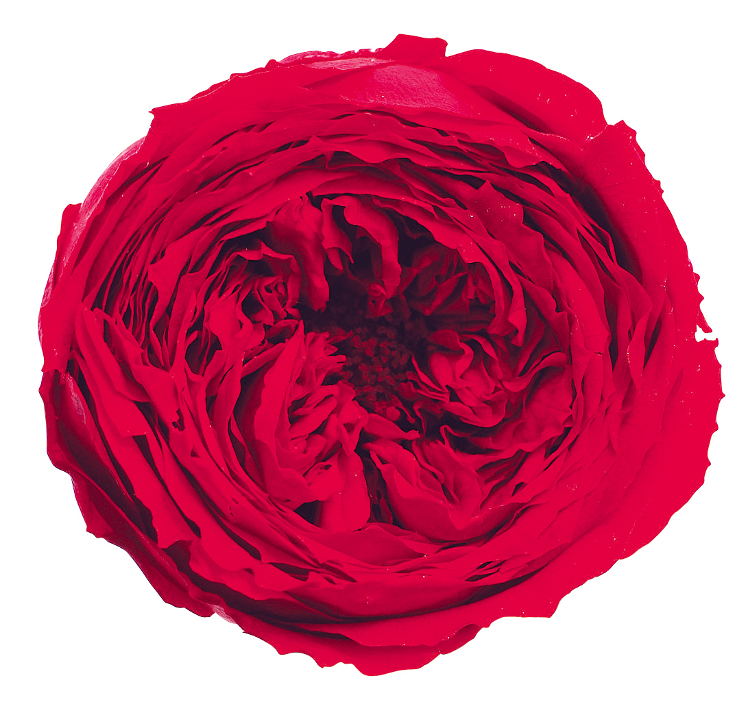 日本不凋庭園玫瑰 02460-321