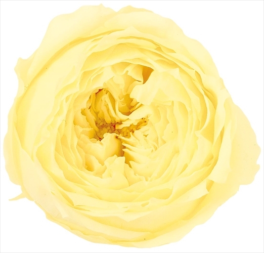 日本不凋庭園玫瑰 02460-501