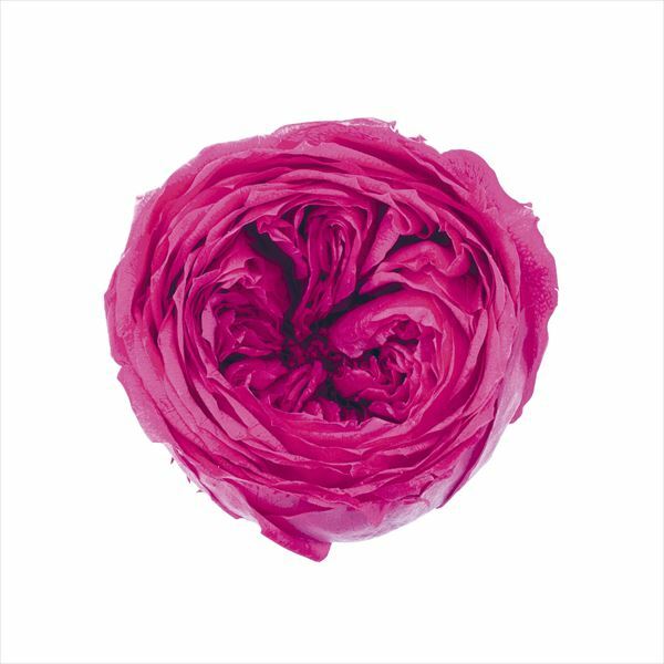 日本不凋庭園玫瑰 02460-211