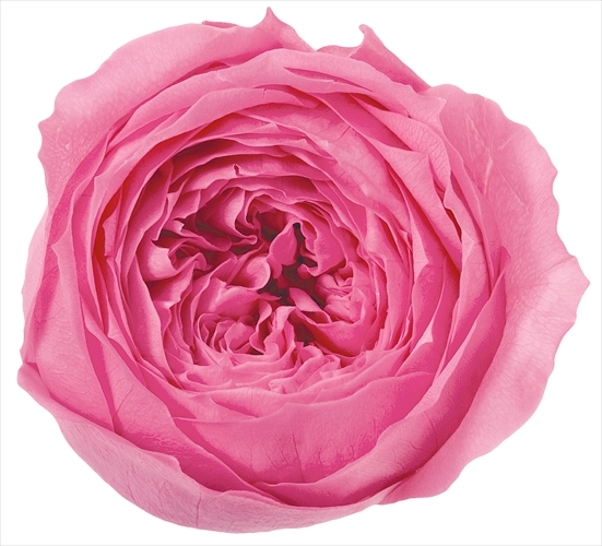 日本不凋庭園玫瑰 02460-181