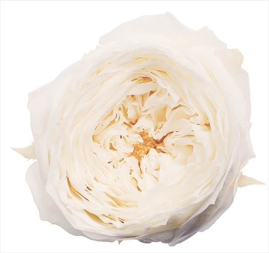 日本不凋庭園玫瑰 02460-011