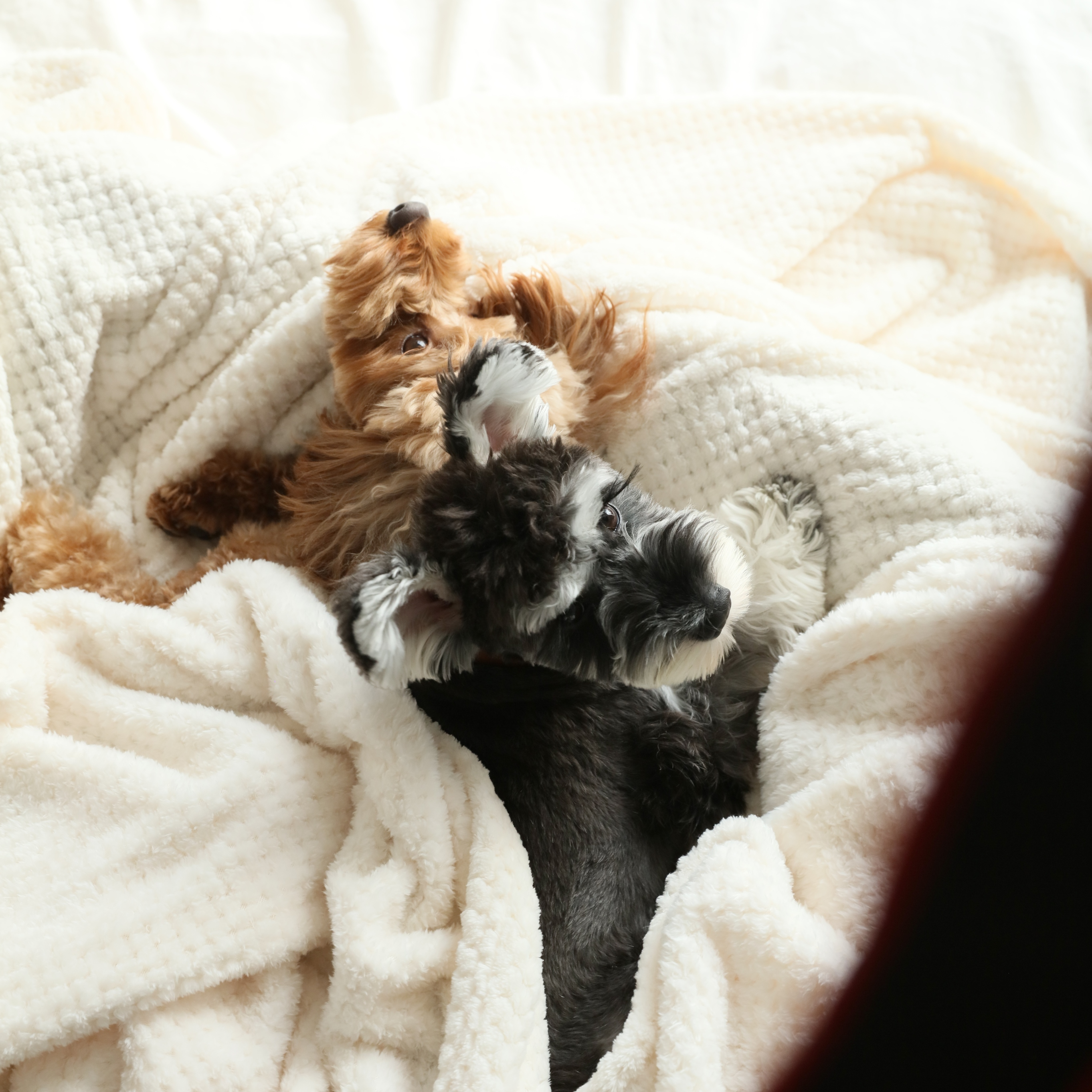 PEHOM | 什麼？狗狗也有冬眠期？｜