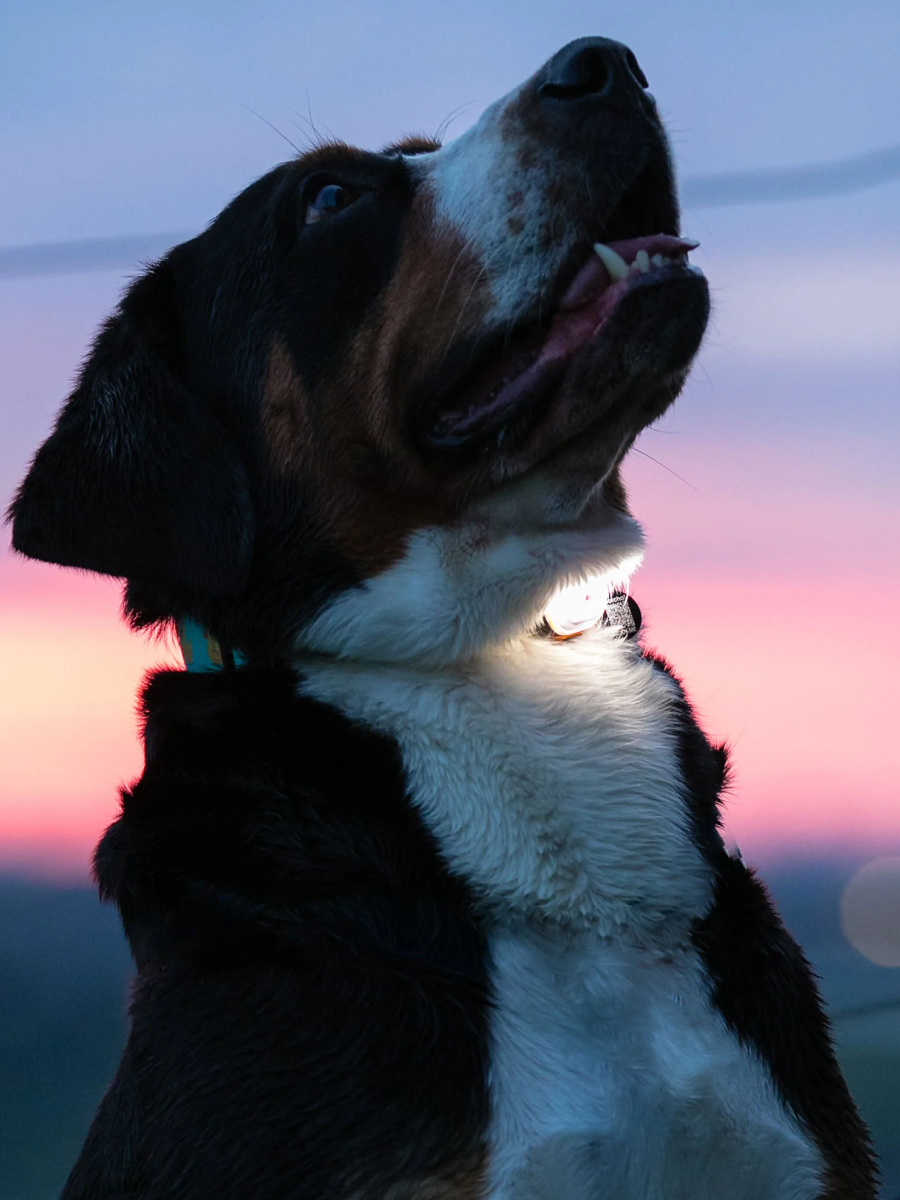 【德國 馬克莫莉】LED酷炫爆閃燈｜寵物外出燈｜夜行安全燈｜USB充電