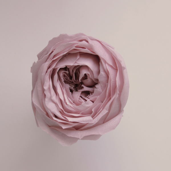 日本不凋庭園玫瑰02730-241