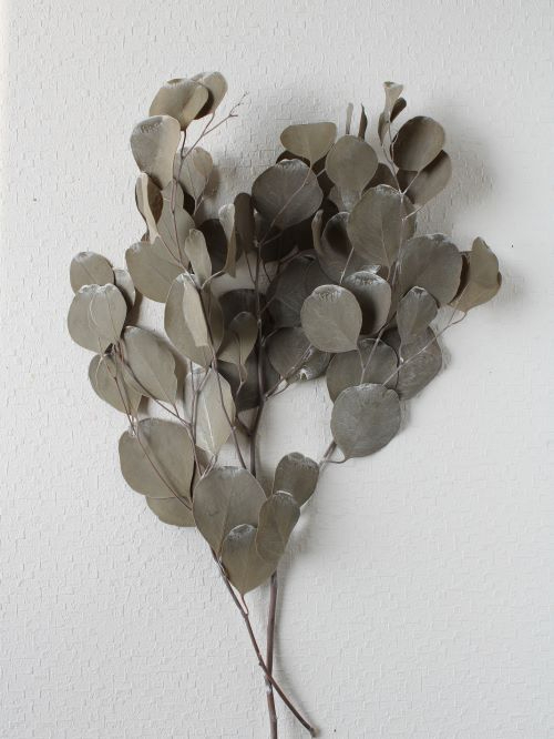 不凋大圓尤加利 02080-872