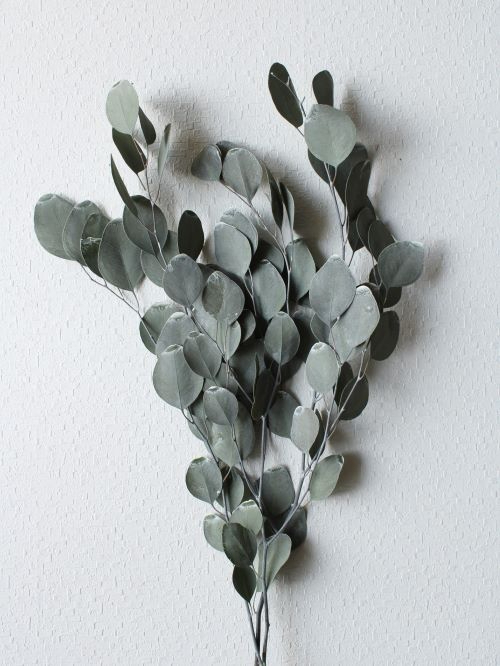 不凋大圓尤加利 02080-702