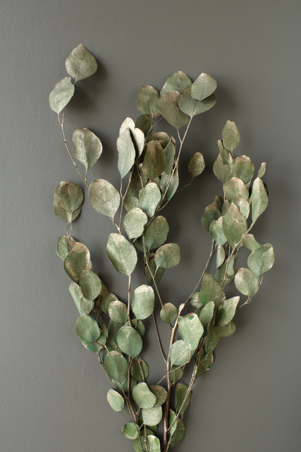 不凋大圓尤加利 02080-792