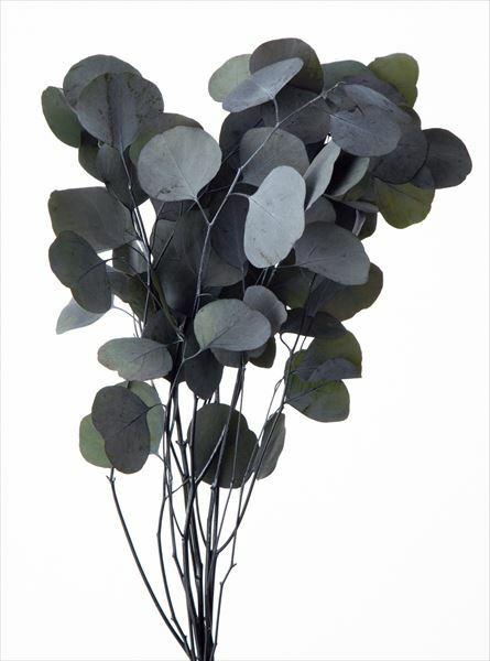 不凋大圓尤加利 02080-600