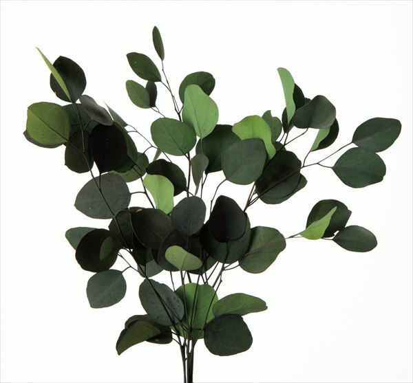 不凋大圓尤加利 02080-700