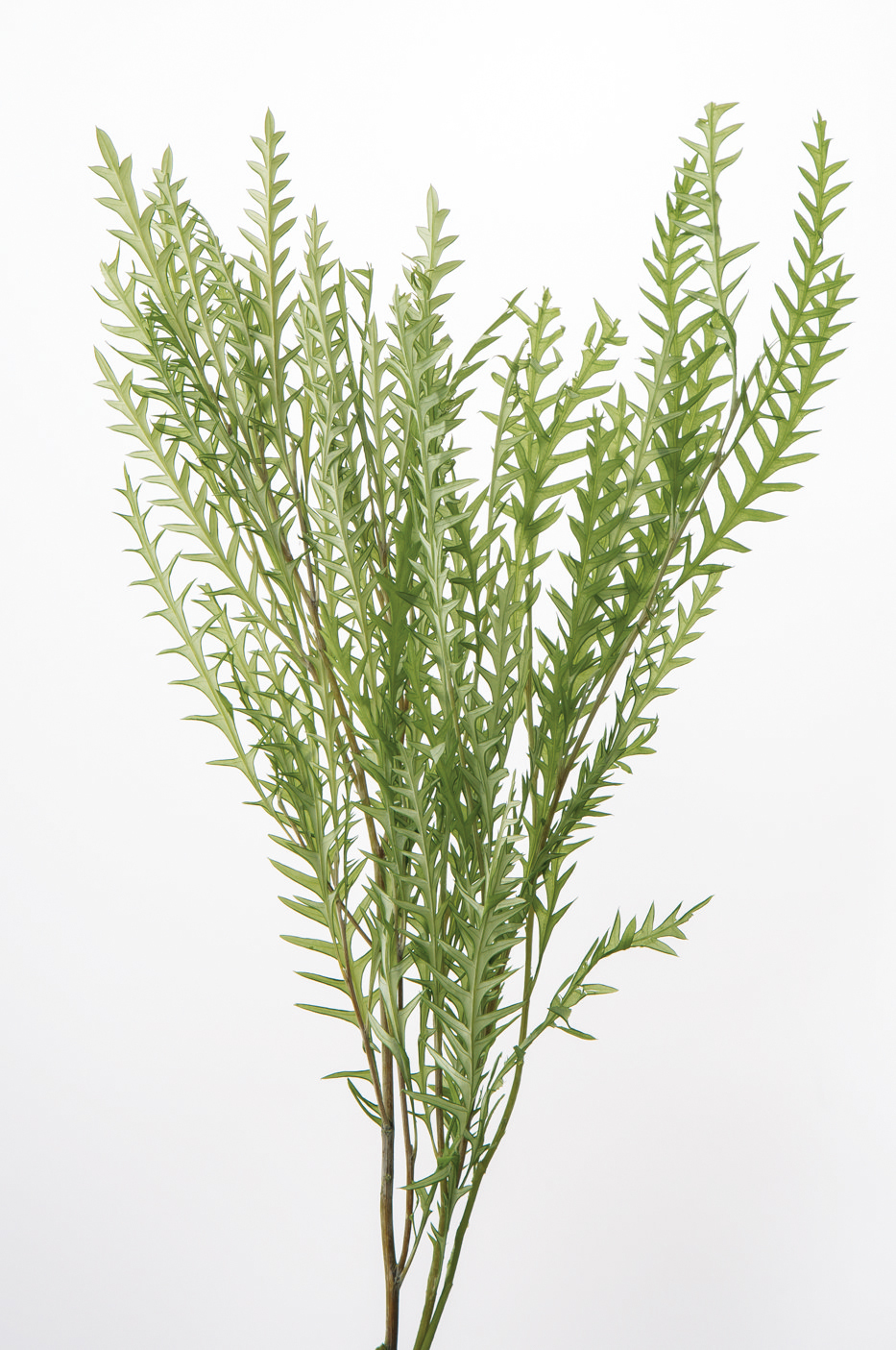 不凋銀樺葉 01430-781