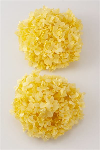 日本不凋大葉繡球01900-501