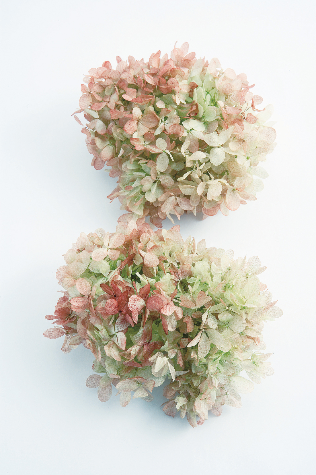 日本不凋中葉繡球 01515-720