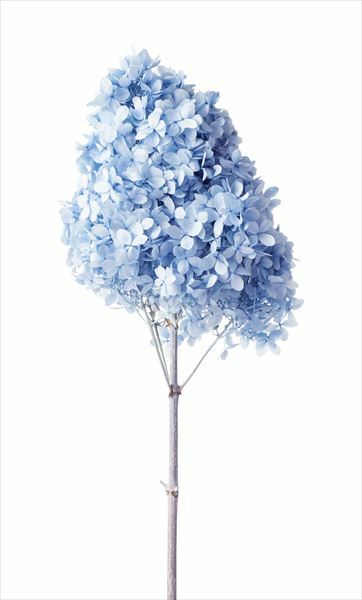 日本不凋中葉繡球(含支幹) 01520-611