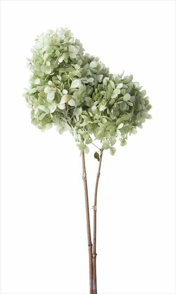 日本不凋中葉繡球(含支幹) 01520-700