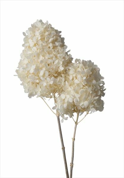 日本不凋中葉繡球(含支幹) 01520-011