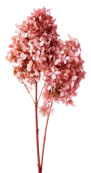 日本不凋中葉繡球(含支幹) 01520-100