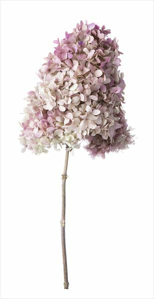 日本不凋中葉繡球(含支幹) 01525-171