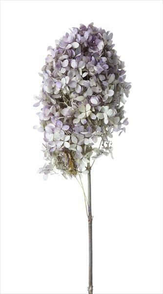 日本不凋中葉繡球(含支幹) 01525-471