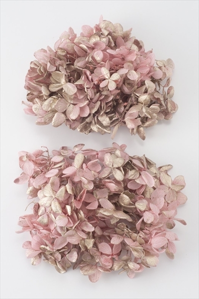 日本不凋中葉繡球 01510-192