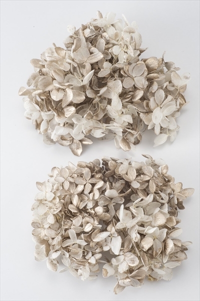 日本不凋中葉繡球 01510-012