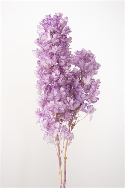 日本不凋重瓣繡球(含支幹) 01076-403