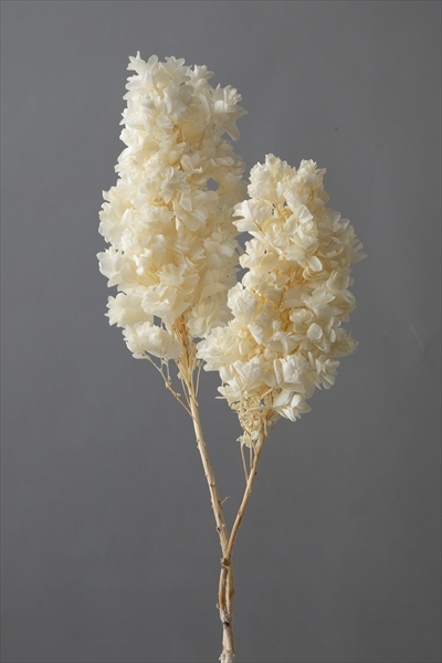 日本不凋重瓣繡球(含支幹) 01076-011