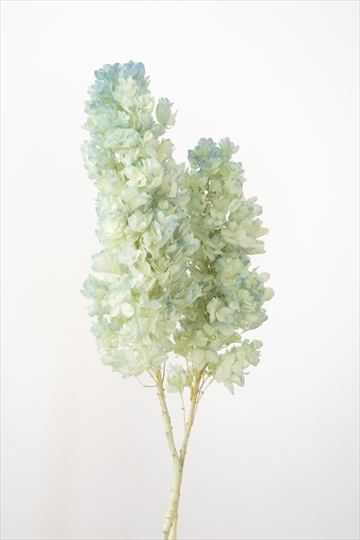 日本不凋重瓣繡球(含支幹) 01076-603