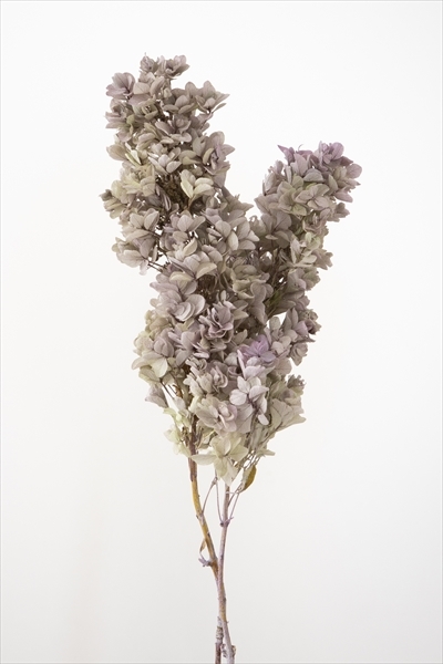 日本不凋重瓣繡球(含支幹) 01076-471