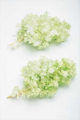 日本不凋重瓣繡球 01075-703